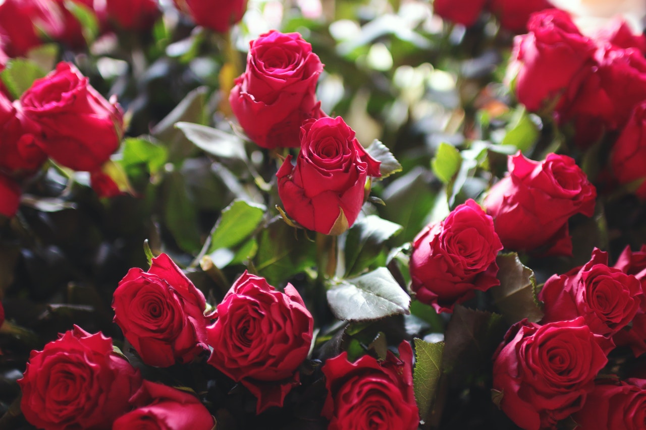 Rose is red, Love is You, Rose fragrance essential oil