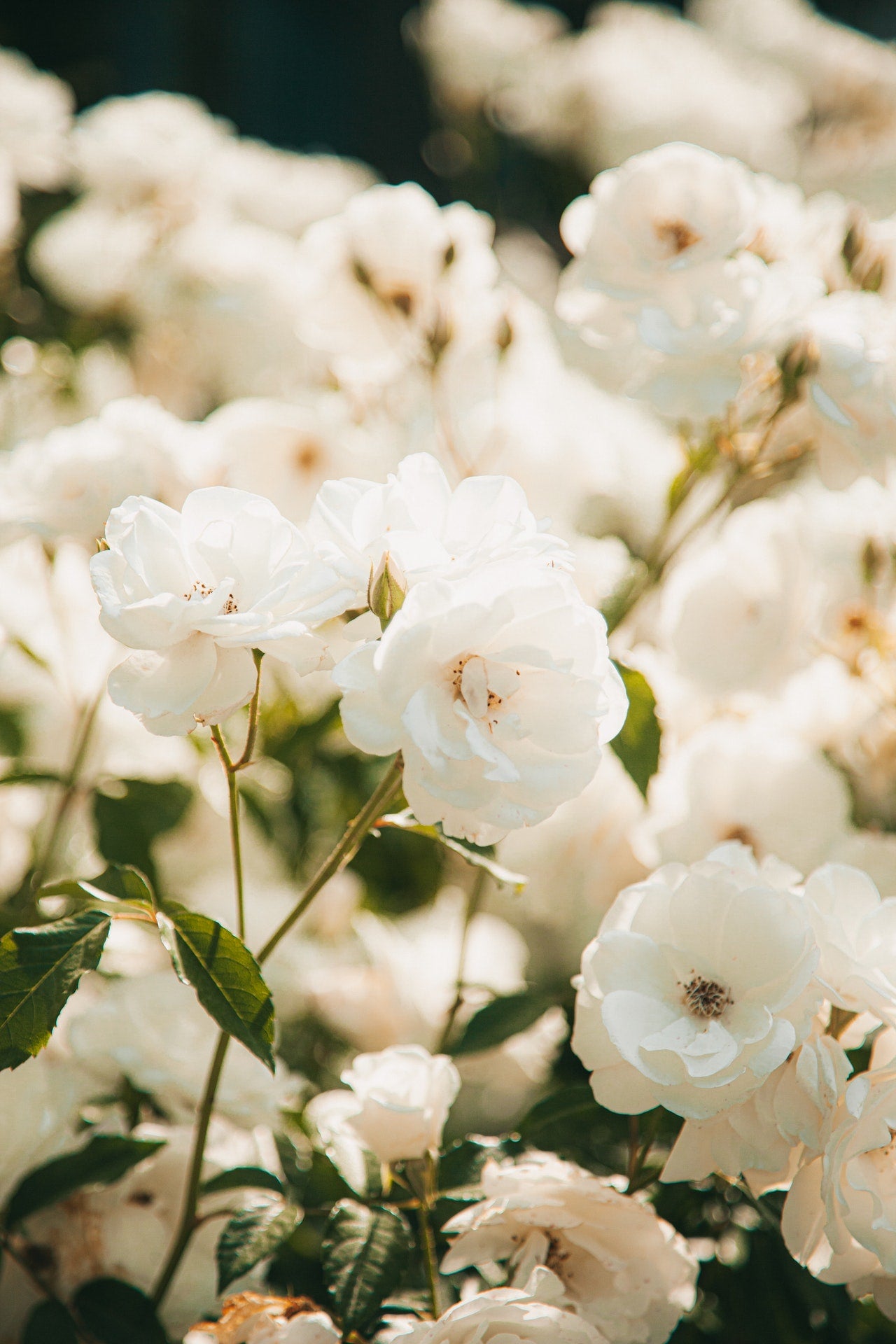 I am the cup of tea you need, white tea fragrance essential oil